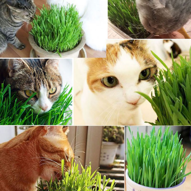 600/1200pcs/Pack Cats Grass Seed 100% High Quality And High Survival Rate Natural Cat Grass Seeds Cat Hairball Control Toy